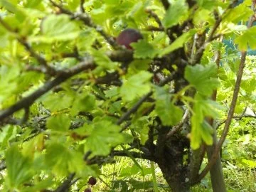 Rezept: Dessert: Stachelbeercreme Dessert: Stachelbeercreme - Rezept