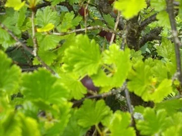 Rezept: Dessert: Stachelbeercreme Bild Nr. 2 Dessert: Stachelbeercreme - Rezept - Bild Nr. 2