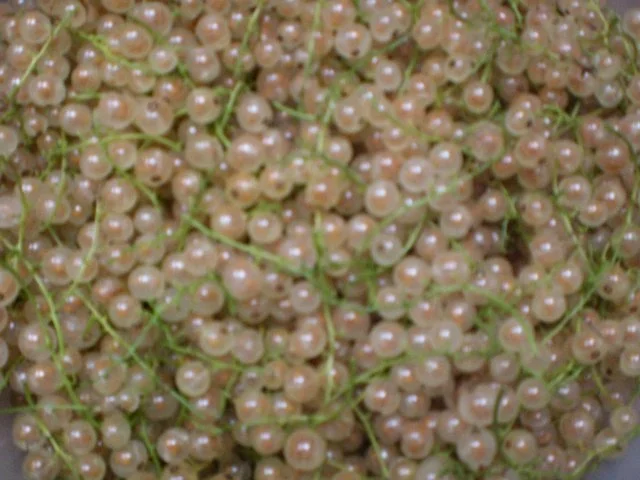 Rezept: Johannisbeer-Gelee mit Sekt Bild Nr. 2 Johannisbeer-Gelee mit Sekt - Rezept - Bild Nr. 2