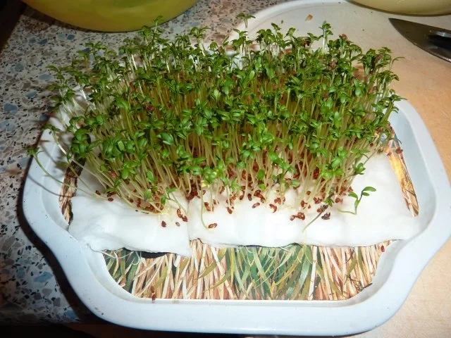 Salate: Kartoffel-Matjes-Salat - Rezept - Bild Nr. 6