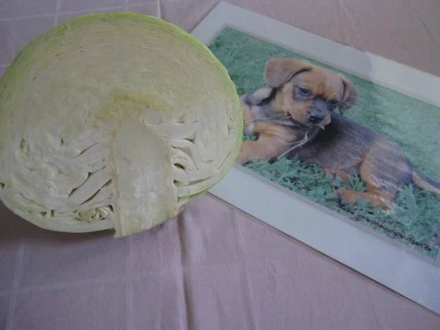 Weißkrautsalat, kroatische Art - Rezept - Bild Nr. 3