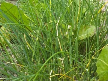 Sauce 6: Avocado - Dill - Sauce - Rezept - Bild Nr. 3