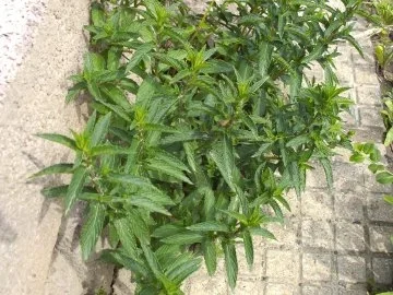 Minz - Erdbeer - Bowle - Rezept - Bild Nr. 2