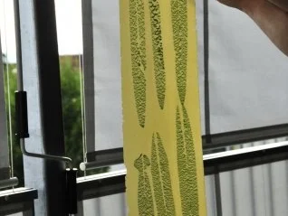 Rezept: Salbei Tagliatelle Bild Nr. 5 Salbei Tagliatelle - Rezept - Bild Nr. 5