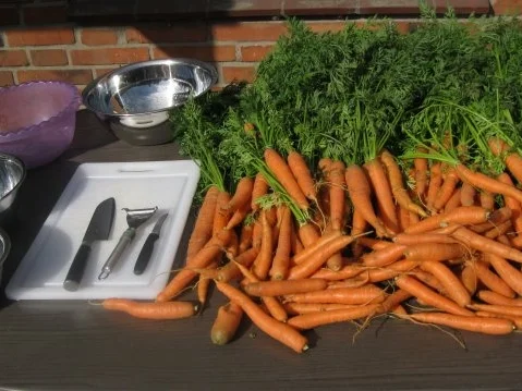 Gartenfrischer Möhrensalat nach Art der Dänen - Rezept