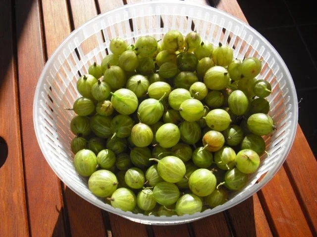 Stachelbeer-Baiser-Schnittchen - Rezept - Bild Nr. 2