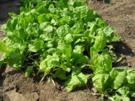 Mangold-Kartoffel-Gratin - Rezept
