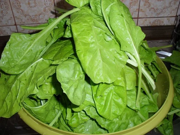 Rezept: Mangold-Kartoffel-Gratin Bild Nr. 3 Mangold-Kartoffel-Gratin - Rezept - Bild Nr. 3