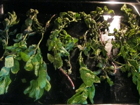 Rezept: Minze-Tee Bild Nr. 2 Minze-Tee - Rezept - Bild Nr. 2