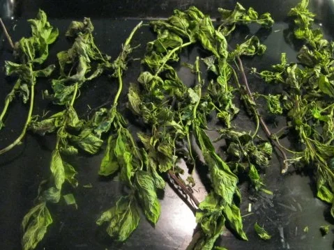 Rezept: Minze-Tee Bild Nr. 3 Minze-Tee - Rezept - Bild Nr. 3