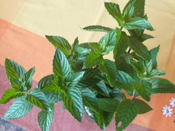 Rezept: Pfefferminz - Sirup Bild Nr. 2 Pfefferminz - Sirup - Rezept - Bild Nr. 2