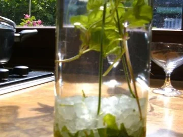 Minz-Schnaps-Minz Likör - Rezept - Bild Nr. 6