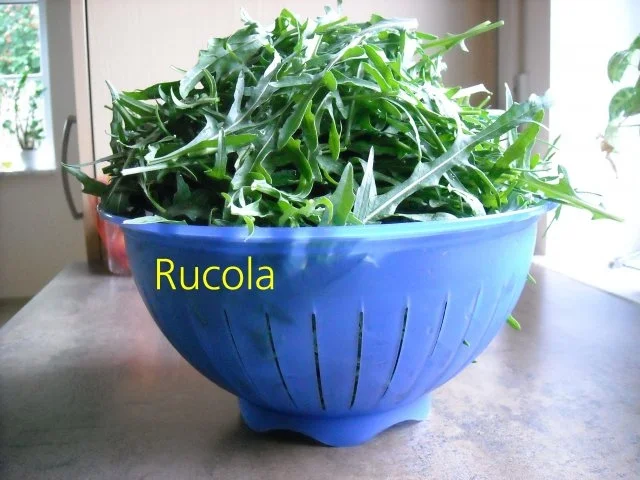 Rezept: Gartenkräuter für den Winter Bild Nr. 5 Gartenkräuter für den Winter - Rezept - Bild Nr. 5