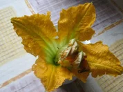 Zucchiniblüten gebacken - Rezept