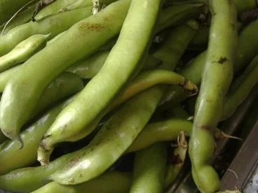 Rezept: Auflauf mit dicken Bohnen Bild Nr. 2 Auflauf mit dicken Bohnen - Rezept - Bild Nr. 2