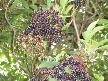 Rezept: Aufgesetzter Holunderschnaps Bild Nr. 2 Aufgesetzter Holunderschnaps - Rezept - Bild Nr. 2