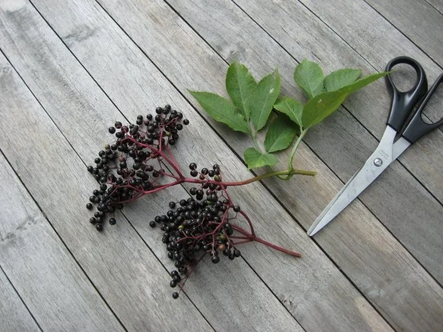 Rezept: Aufgesetzter Holunderschnaps Aufgesetzter Holunderschnaps - Rezept