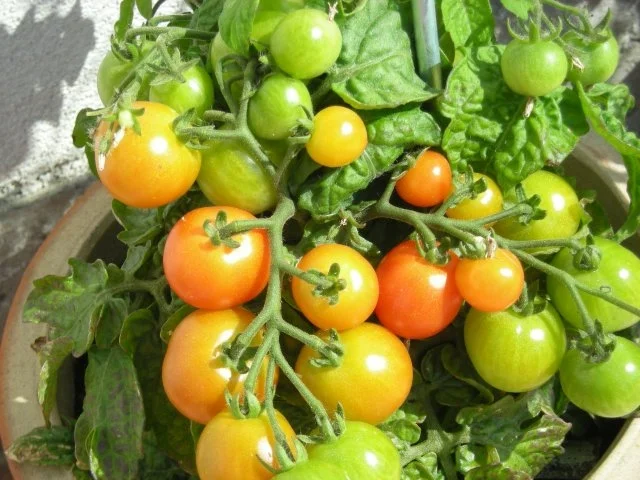 Gartenwurst - Rezept - Bild Nr. 3