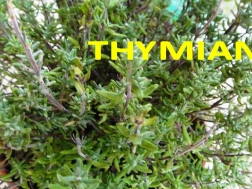 Filet de Colin auf Safran-Curry-Spiegel- Risoleekartoffeln in Gaenseschmalz und Kraeutern - Rezept - Bild Nr. 3