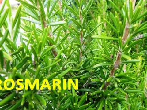 Filet de Colin auf Safran-Curry-Spiegel- Risoleekartoffeln in Gaenseschmalz und Kraeutern - Rezept - Bild Nr. 6