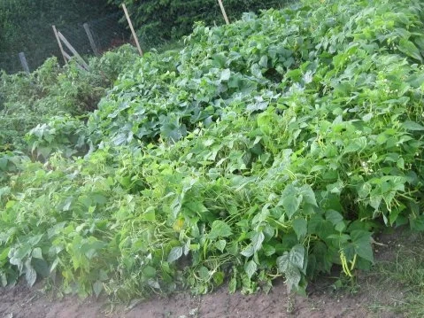 Grün-Gelber Bohnensalat mit Ziegenjoghurt-Zitrone-Dressing - Rezept - Bild Nr. 3