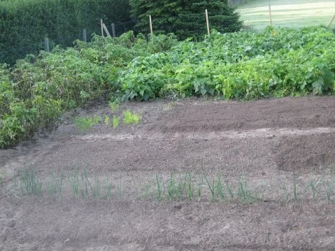 Grün-Gelber Bohnensalat mit Ziegenjoghurt-Zitrone-Dressing - Rezept - Bild Nr. 7