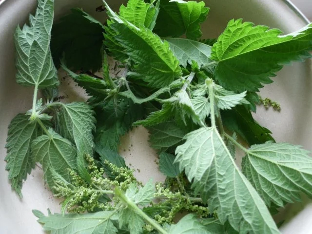 Kohlrübeneintopf - Rezept - Bild Nr. 6