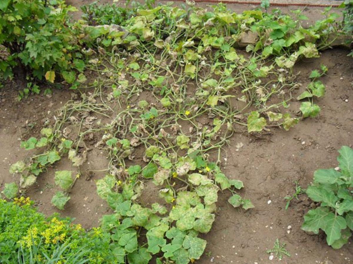 Bilder für Sommersalat leicht - Rezept