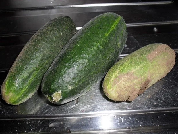 Sommersalat - Rezept - Bild Nr. 2