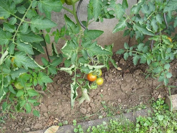 Sommersalat - Rezept - Bild Nr. 3