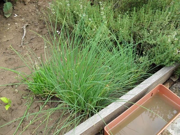 Sommersalat - Rezept - Bild Nr. 4