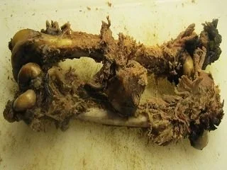 Rezept: Rehkeule anders und mit der 80-Grad-Methode Bild Nr. 5 Rehkeule anders und mit der 80-Grad-Methode - Rezept - Bild Nr. 5