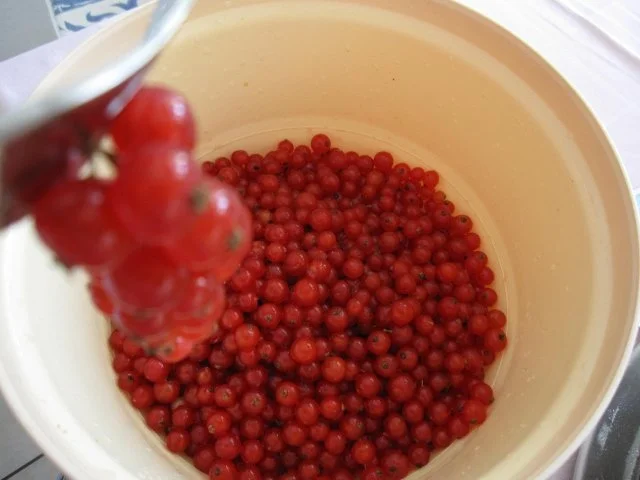 Johannisbeerkuchen oder auch Träubleskuchen (auf schwäbisch genannt) - Rezept - Bild Nr. 6