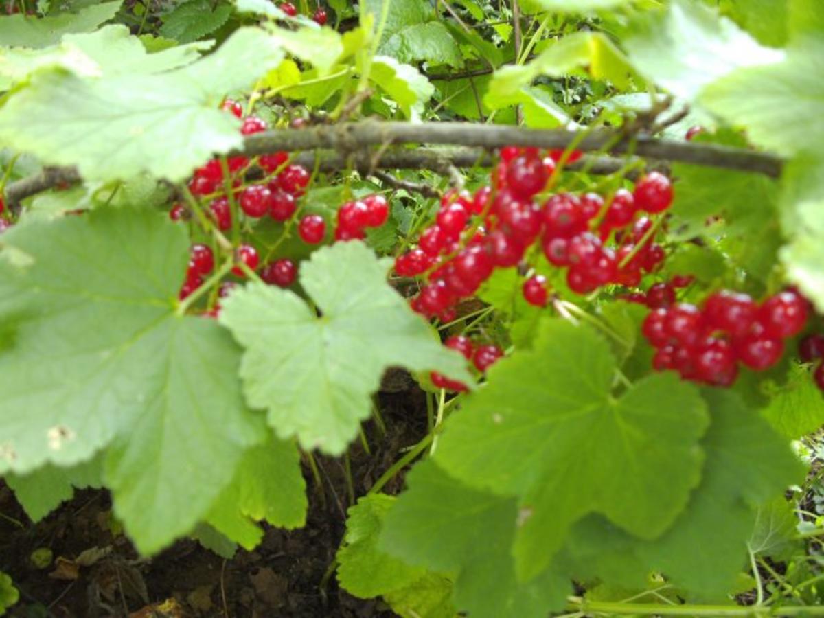 Bilder für Getränk o.A.: Johannisbeeren - Bananen - Joghurt Smoothie - Rezept