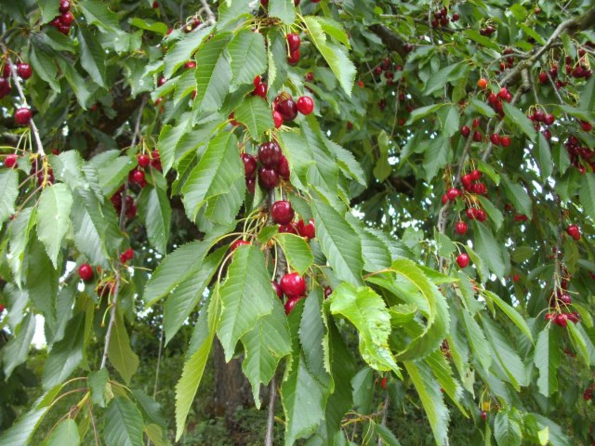 Bilder für Getränk o.A.: Kirschen, Pfirsich und Heidelbeeren - Rezept