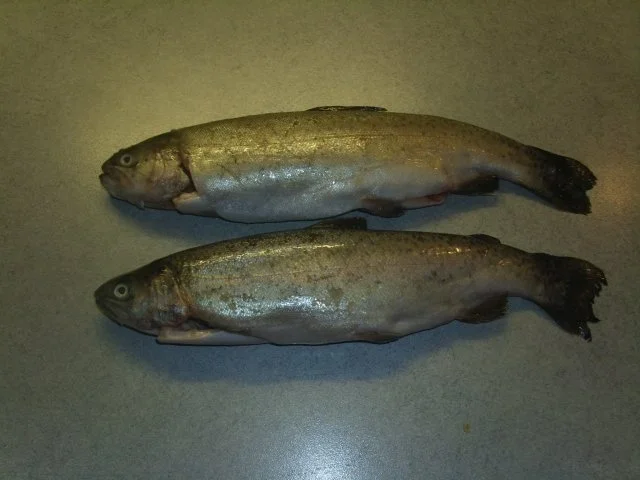 Rezept: Forelle gebraten Bild Nr. 2 Forelle gebraten - Rezept - Bild Nr. 2