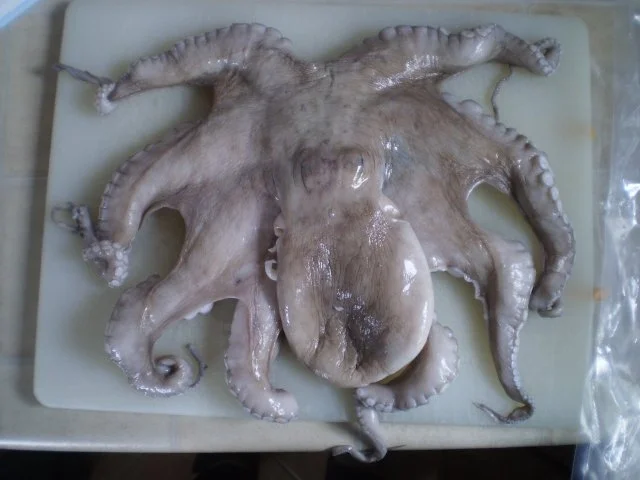 Pulpo gegrillt mit Pfifferlingsrisotto und Bohnen - Rezept - Bild Nr. 2