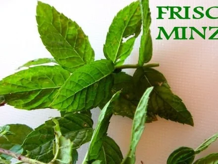 Rezept: Aprikosen-Sorbet mit Minze auf seinem Compot und Pinienkerne Bild Nr. 3 Aprikosen-Sorbet mit Minze auf seinem Compot und Pinienkerne - Rezept - Bild Nr. 3