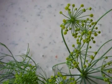 Forellenfilet Dipp - Rezept