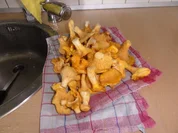 Eierschwammerlgulasch mit Serviettenkloß - Rezept