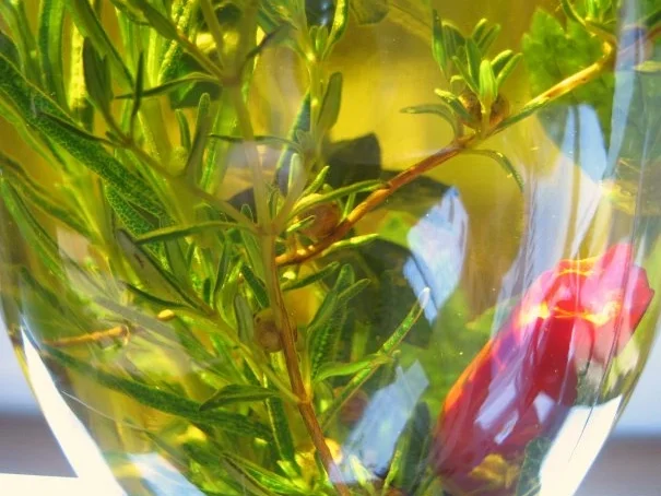 Rezept: Kräuter-Öl - nicht nur zum Verschenken ... Bild Nr. 6 Kräuter-Öl - nicht nur zum Verschenken ... - Rezept - Bild Nr. 6