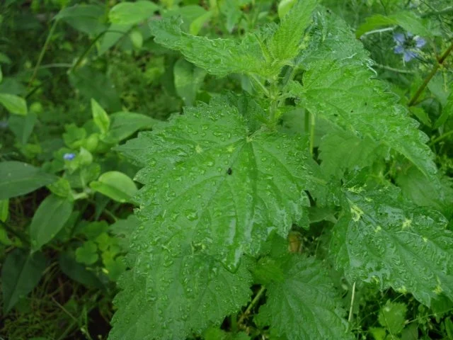 Brennesseln - Rezept - Bild Nr. 2