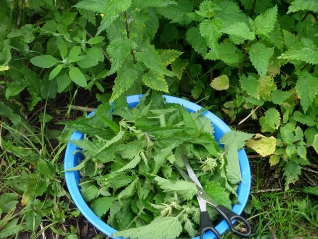 Brennesseln - Rezept - Bild Nr. 4