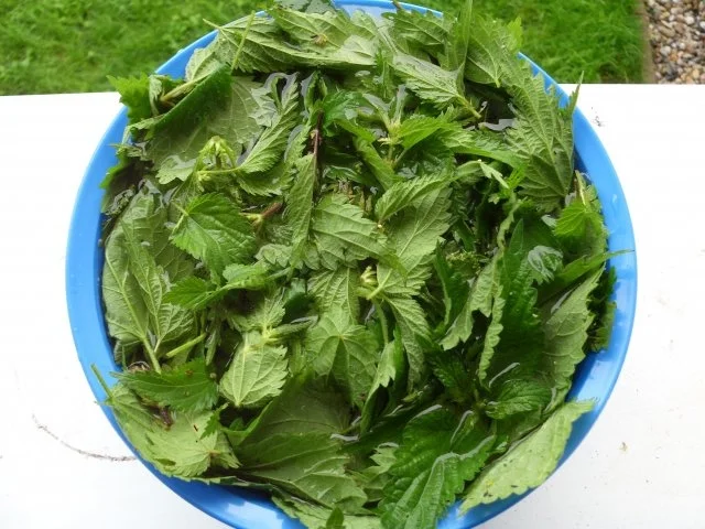 Brennesseln - Rezept - Bild Nr. 5