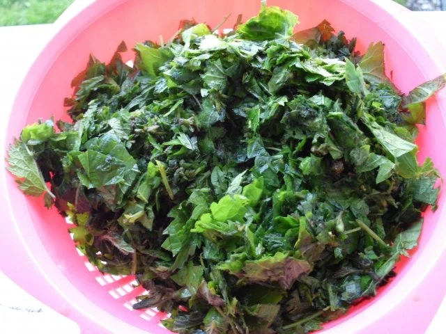 Brennesseln - Rezept - Bild Nr. 7