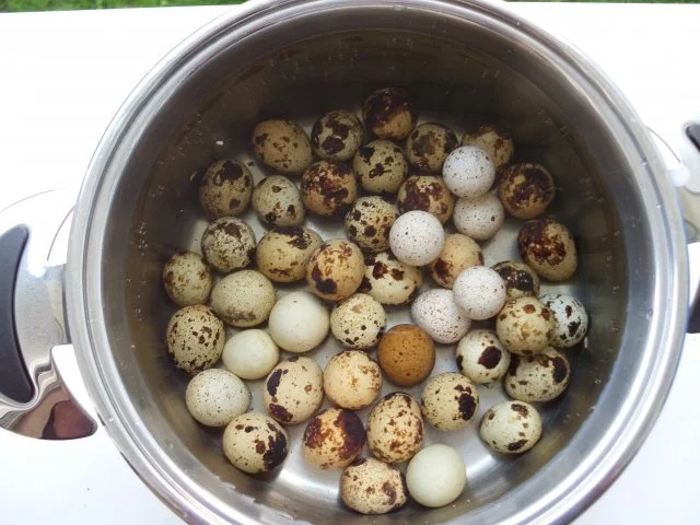 Rezept: Wachteleier vom Grill Bild Nr. 2 Wachteleier vom Grill - Rezept - Bild Nr. 2