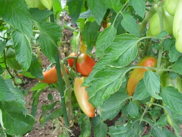 Rezept: Hühnebrustfilet in Tomaten-Lauchsoße mit Käse überbacken Bild Nr. 2 Hühnebrustfilet in Tomaten-Lauchsoße mit Käse überbacken - Rezept - Bild Nr. 2