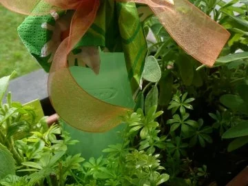 Rezept: Waldmeister-Sirup Bild Nr. 2 Waldmeister-Sirup - Rezept - Bild Nr. 2