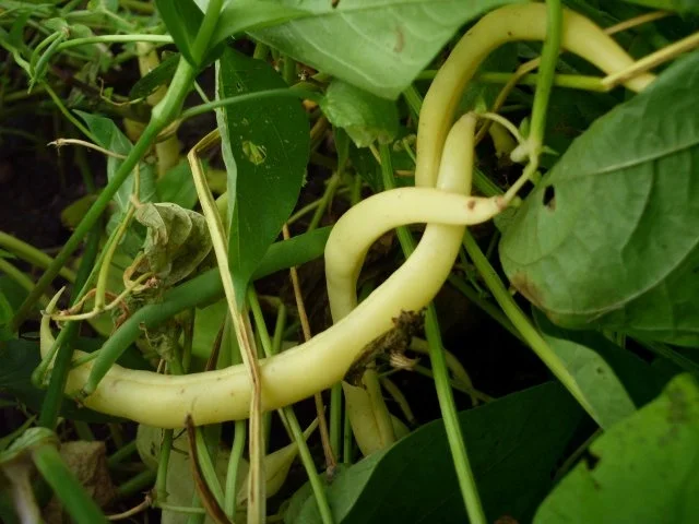 Rezept: Wachsbohnen Wachsbohnen - Rezept