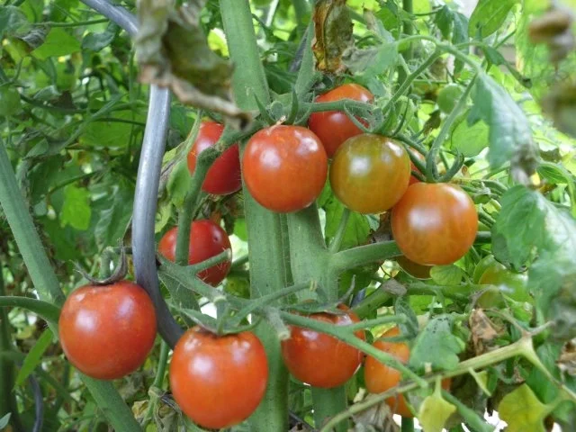 Rezept: Tomatenmarmelade Bild Nr. 2 Tomatenmarmelade - Rezept - Bild Nr. 2